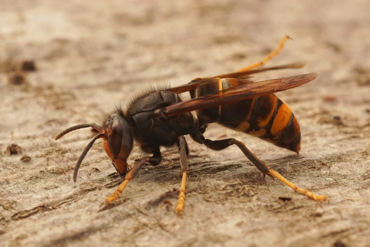 Closeup on the Asian yellow legged Hornet wasp,  Vespa velutina,